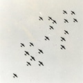 1944 England Neville B17 Formation