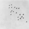 wwll-overhead_formation.jpg