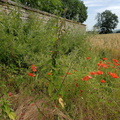 Poppies in Belfonds Field